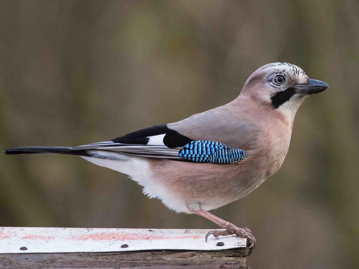 Маска сойки