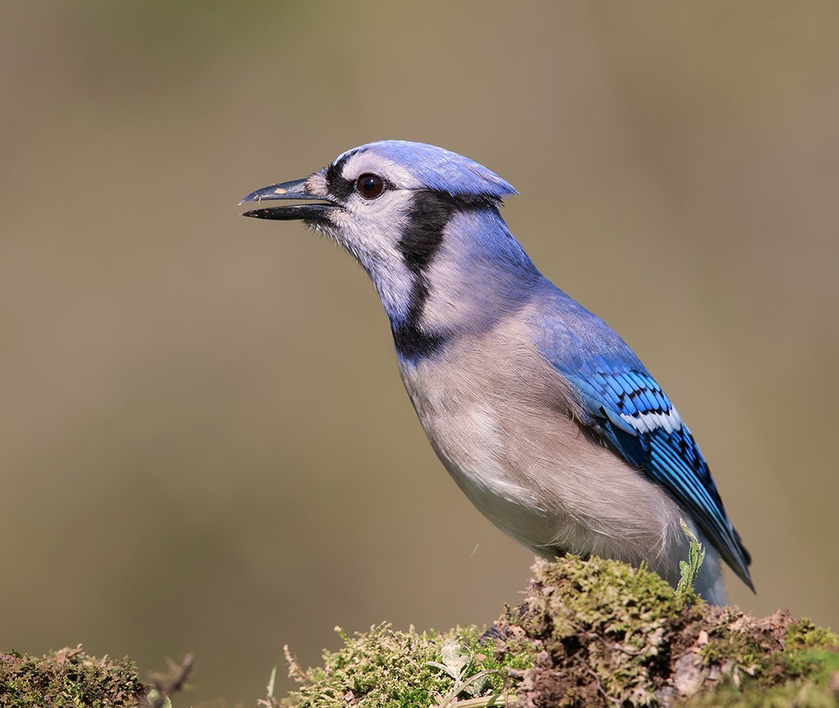Черноголовая голубая Сойка ареал