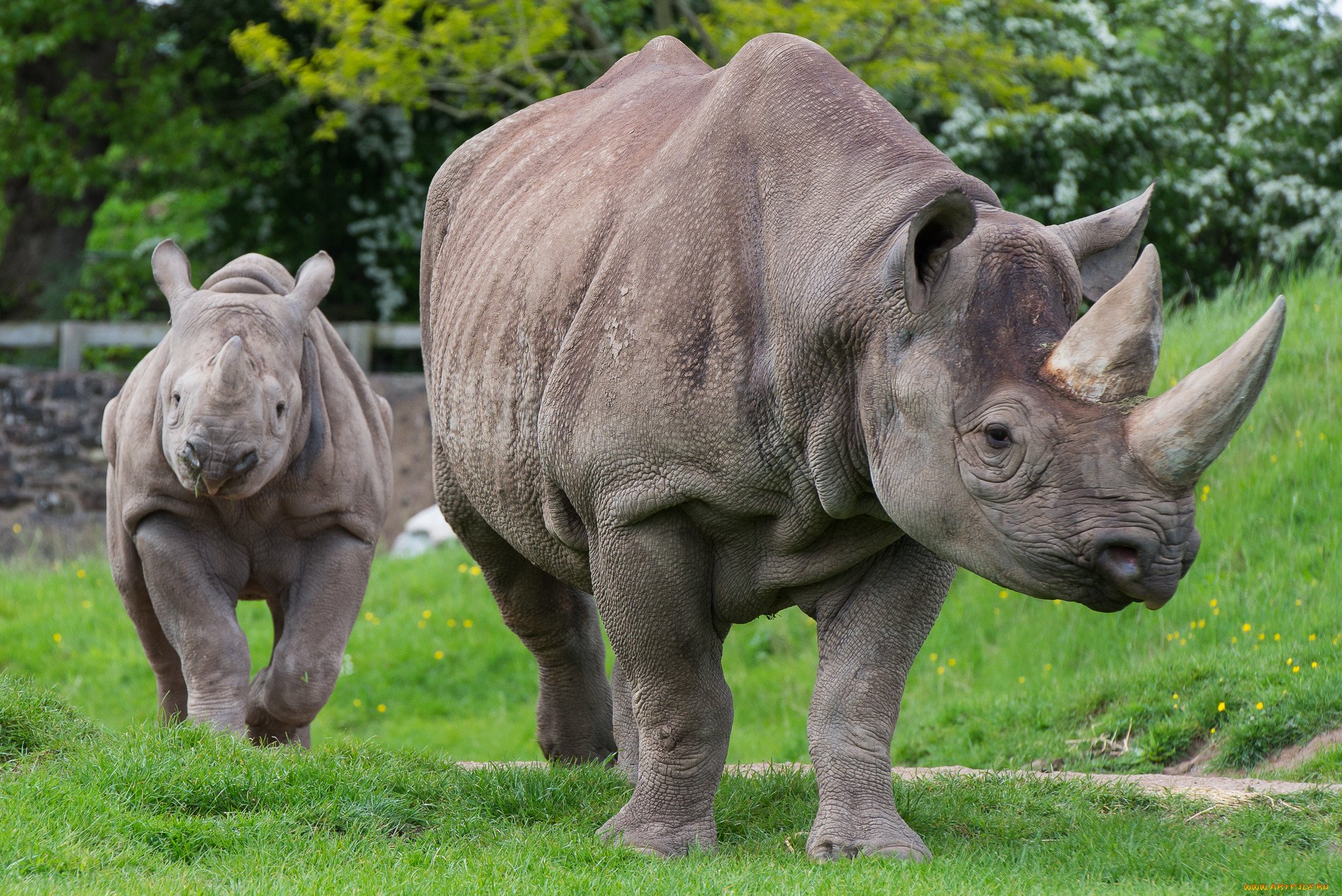 Носорог это какое животное. Африканский двурогий носорог. Широконосый носорог. Двурогий носорог черный. Камерунский черный носорог.