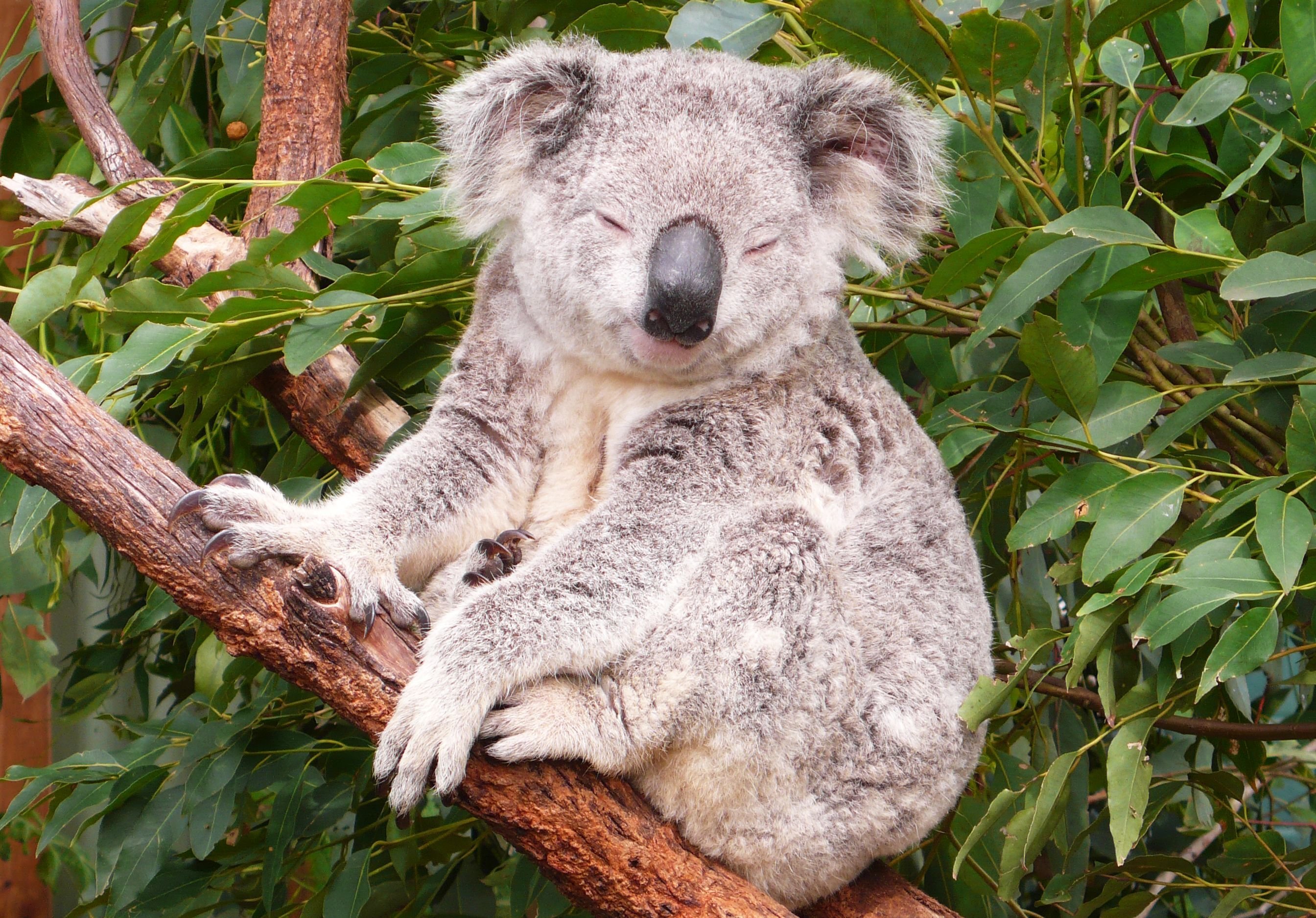 Как называется коала. Коала сумчатое животное. Коала в Австралии. Медведи коалы в Австралии. Тигровая коала.