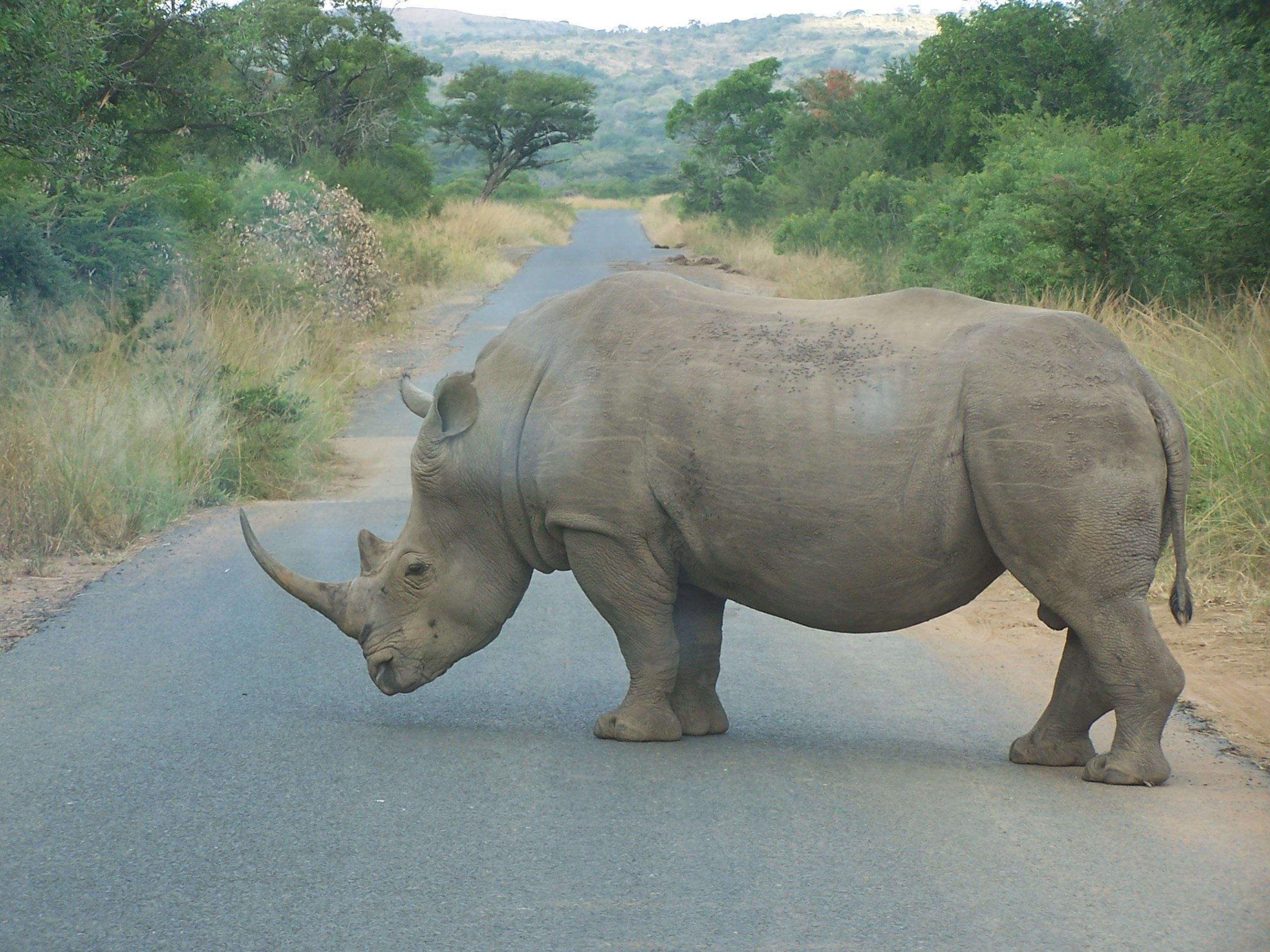 Страна носорогов. Африканский белый носорог. Индийский и Африканский носорог. Белые носороги в ЮАР. Индийский носорог и индийский слон.