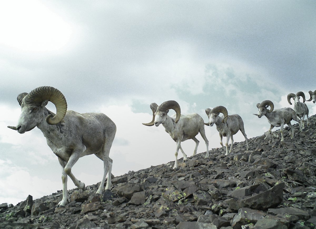 Маран горный баран