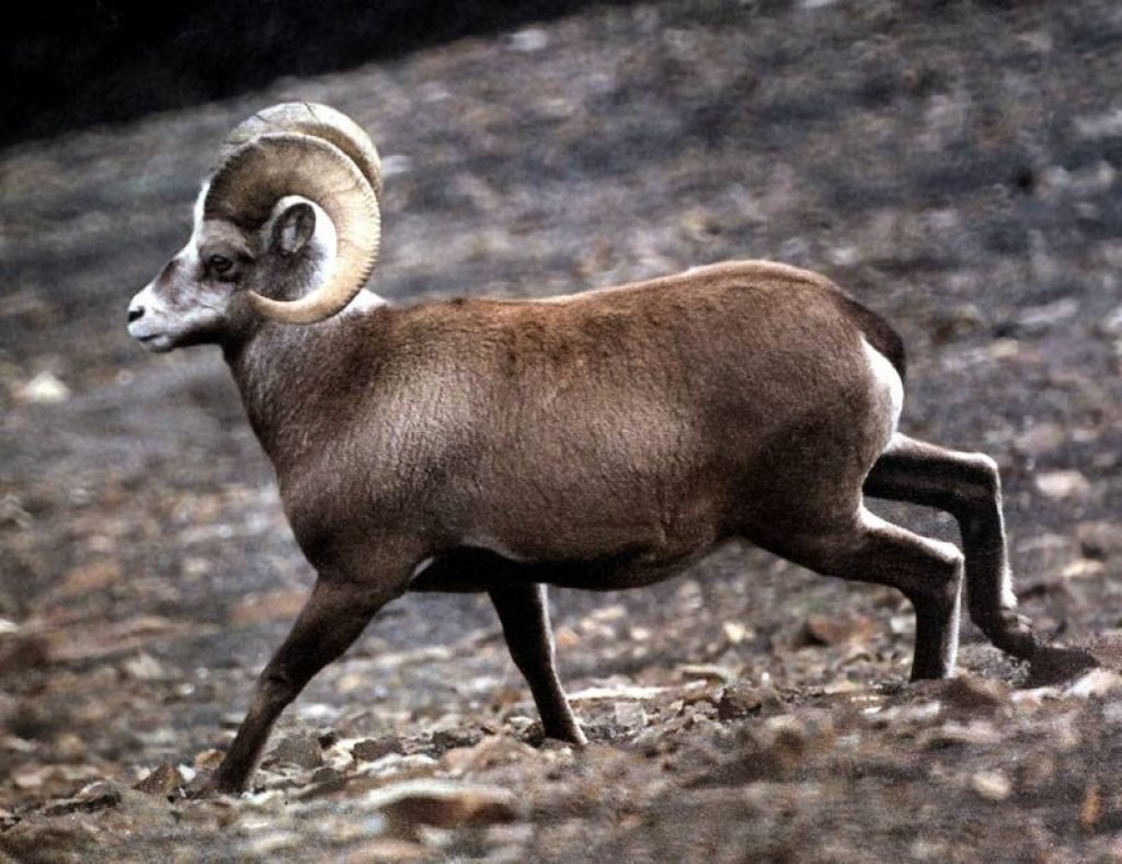 Снежный баран Чубук