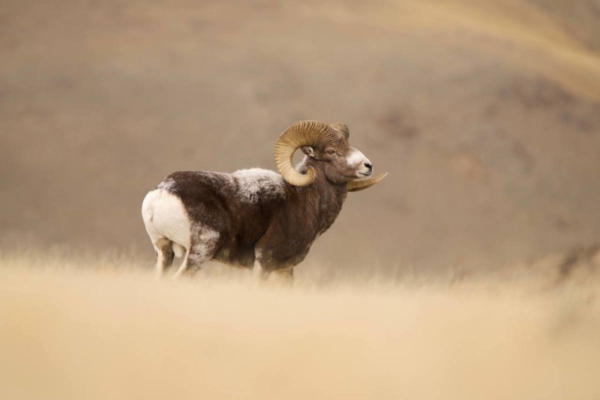 Аргали Алтайский горный баран летом