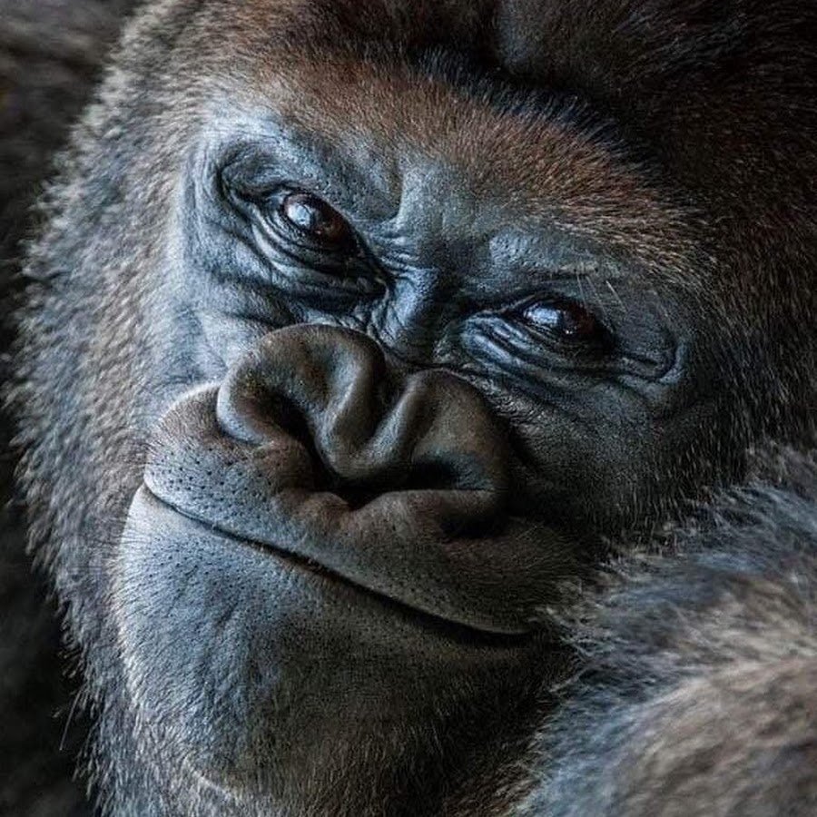 Хитрая обезьяна