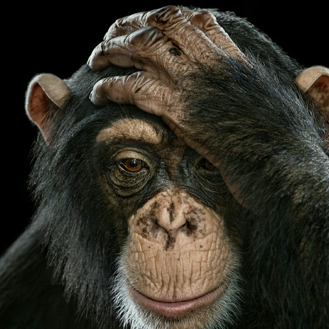 Шимпанзе фото