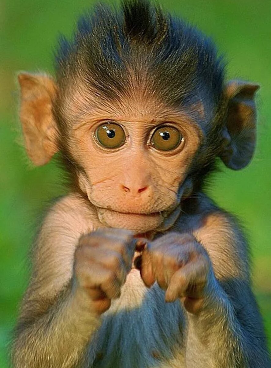 Прикольные обезьяны
