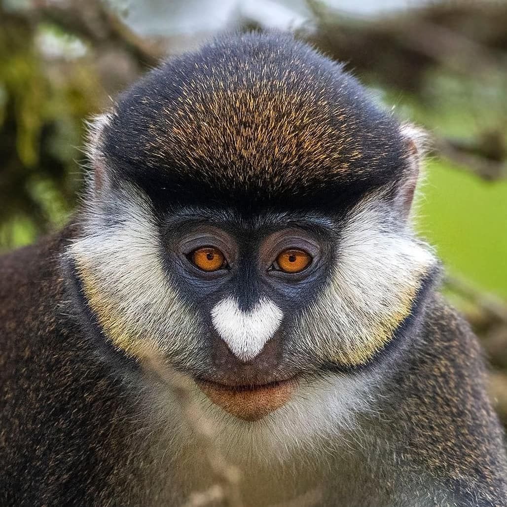 Белоносая мартышка