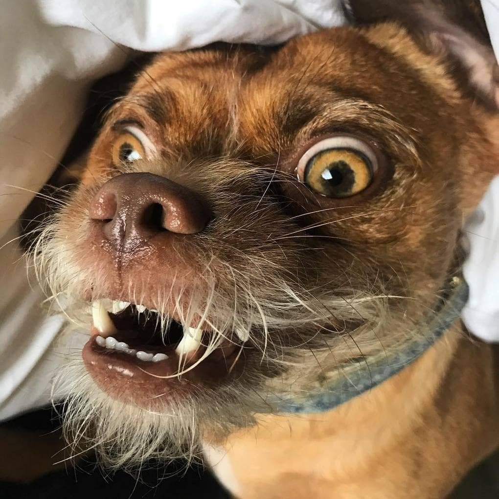 Сумасшедшая собака