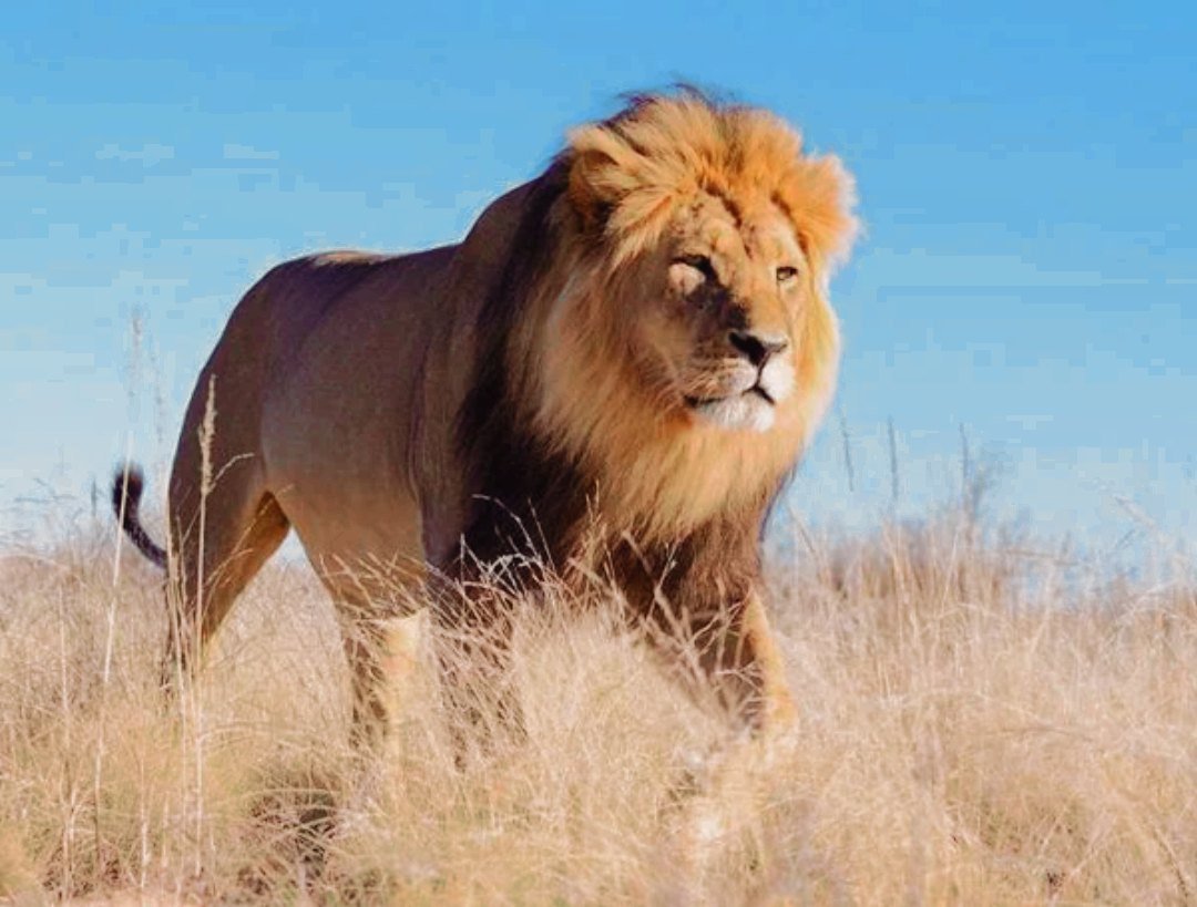 1 июля лев. Африканский Лев. Львы в саванне. Восточно-Африканский Саванна Львов. Африканский саванный Лев.