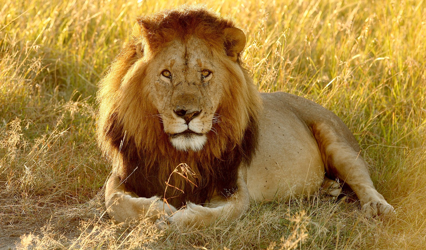 Информация про львов. Катангский Лев. Сенегальский Лев. Североконголезский Лев. Рыжий Лев.