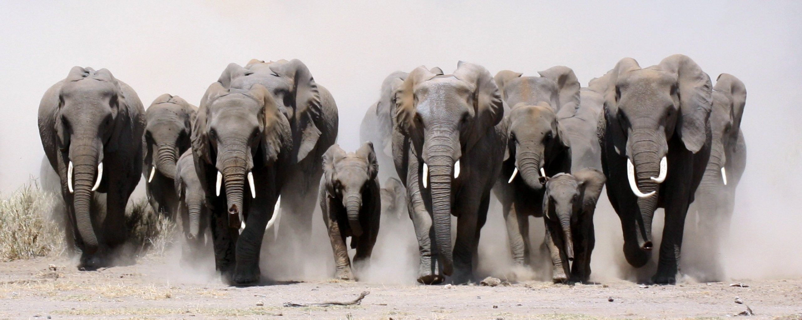 Слон группа организмов. Слоны бегут. Слон в пыли. Бегущий слон фото.