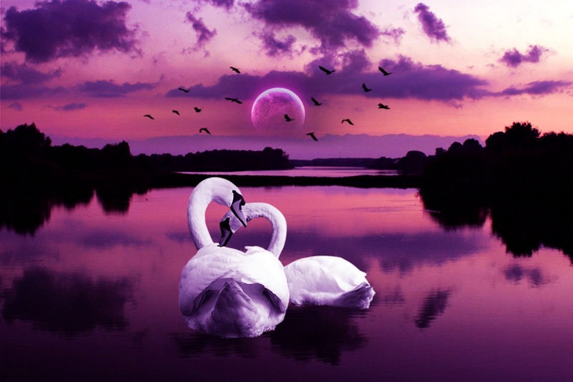 Спокойной ночи романтик. Лебеди. Красивые лебеди. Сиреневый лебедь. Лебеди под луной.
