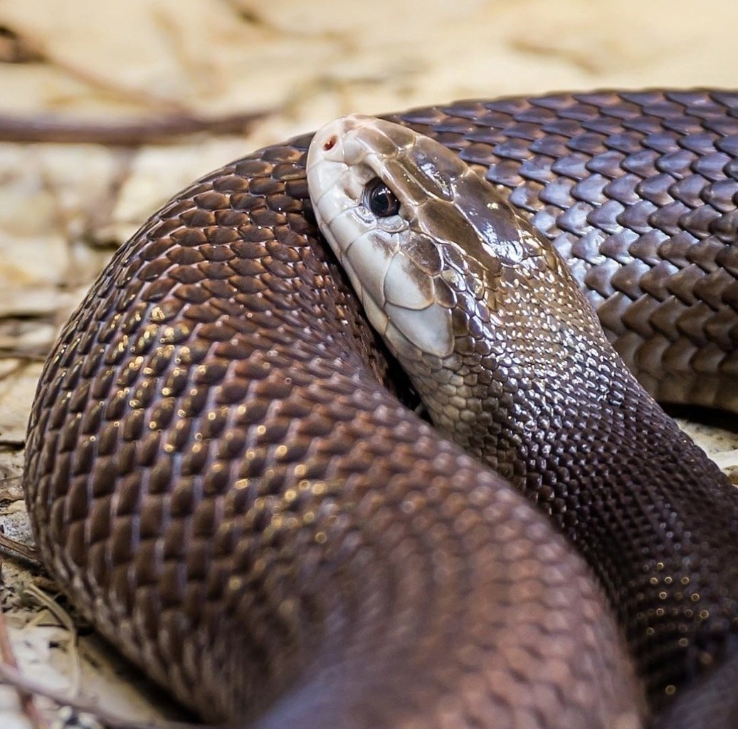 Прибрежный Тайпан