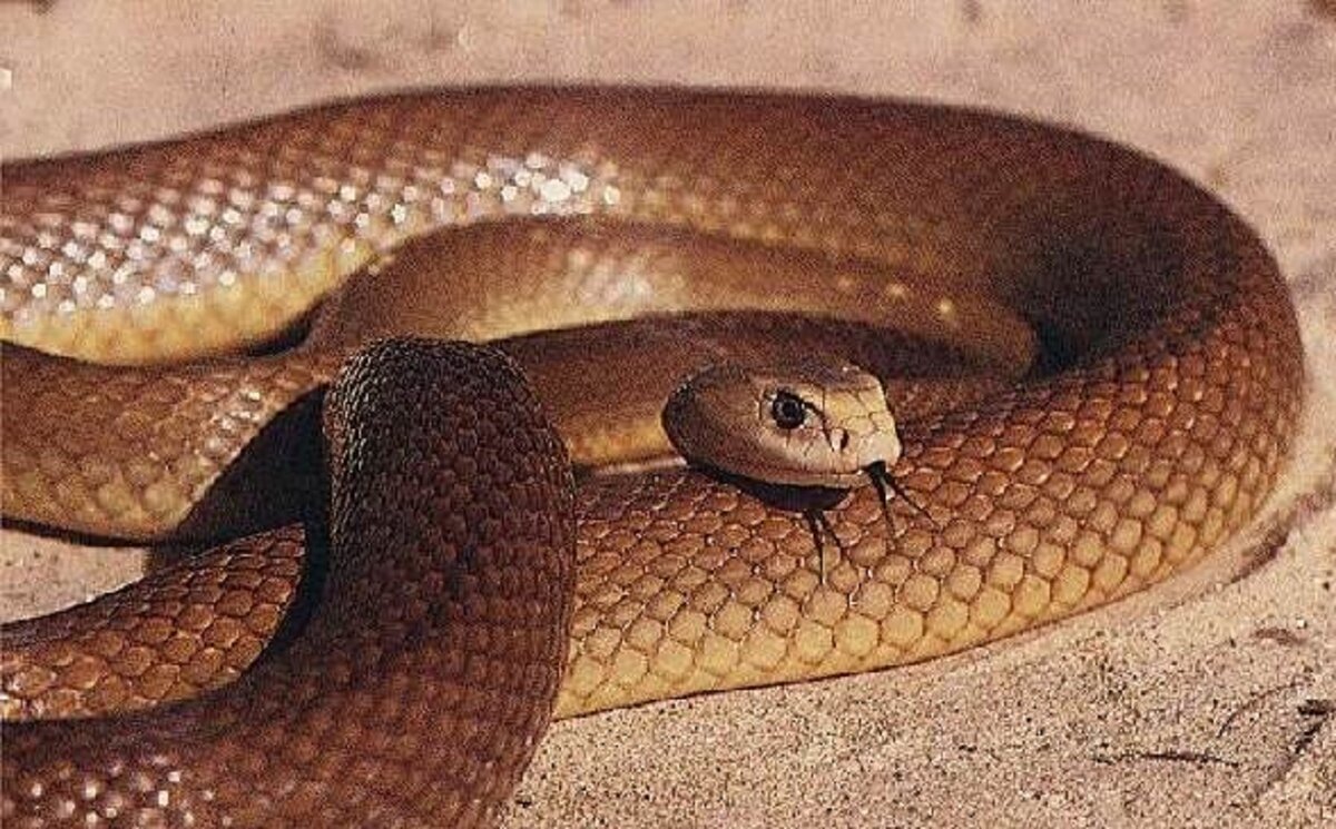 Прибрежный Тайпан