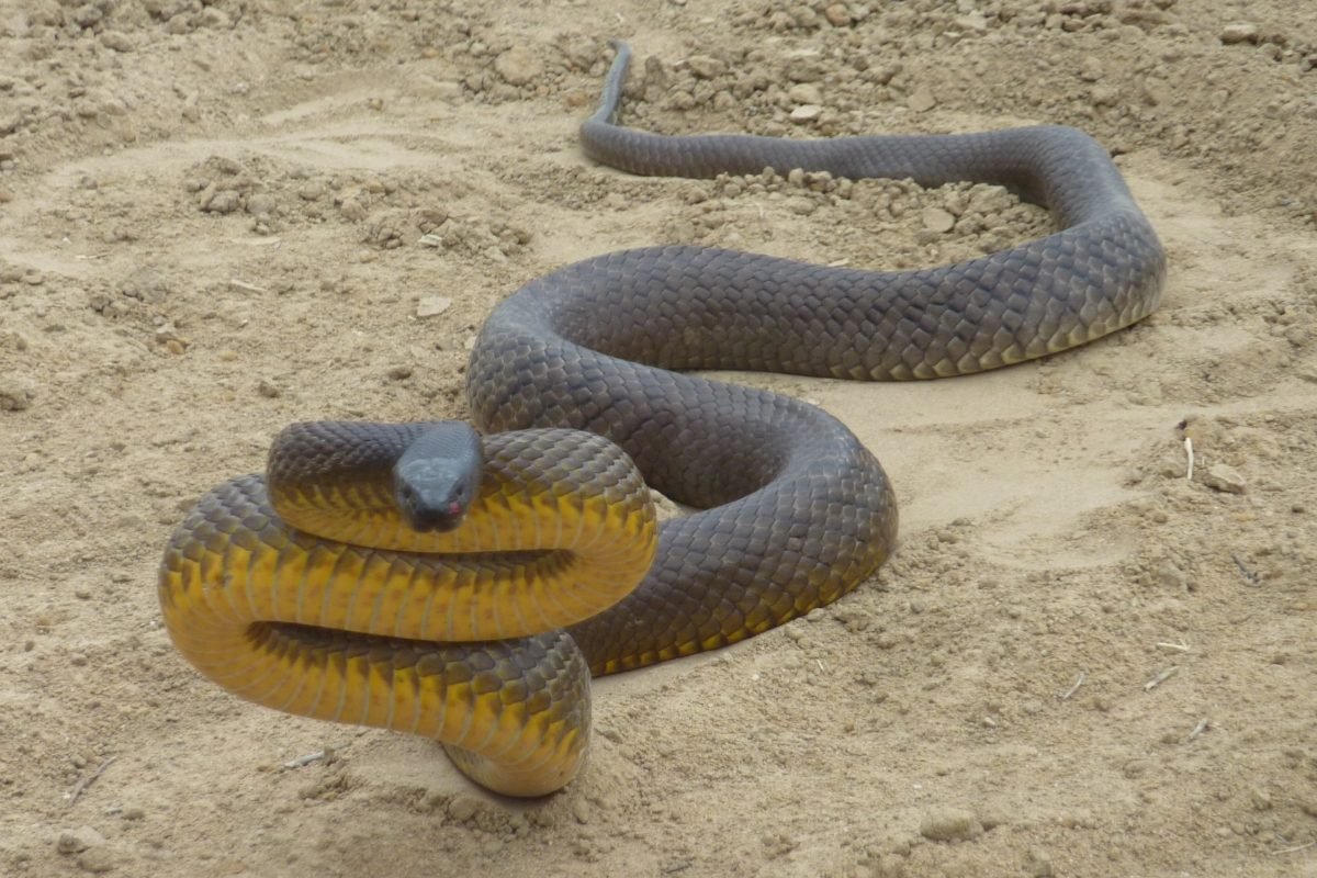 Za Россию Тайпан morozka фото