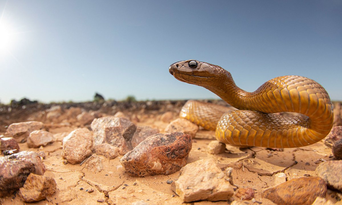 Пустынный Тайпан