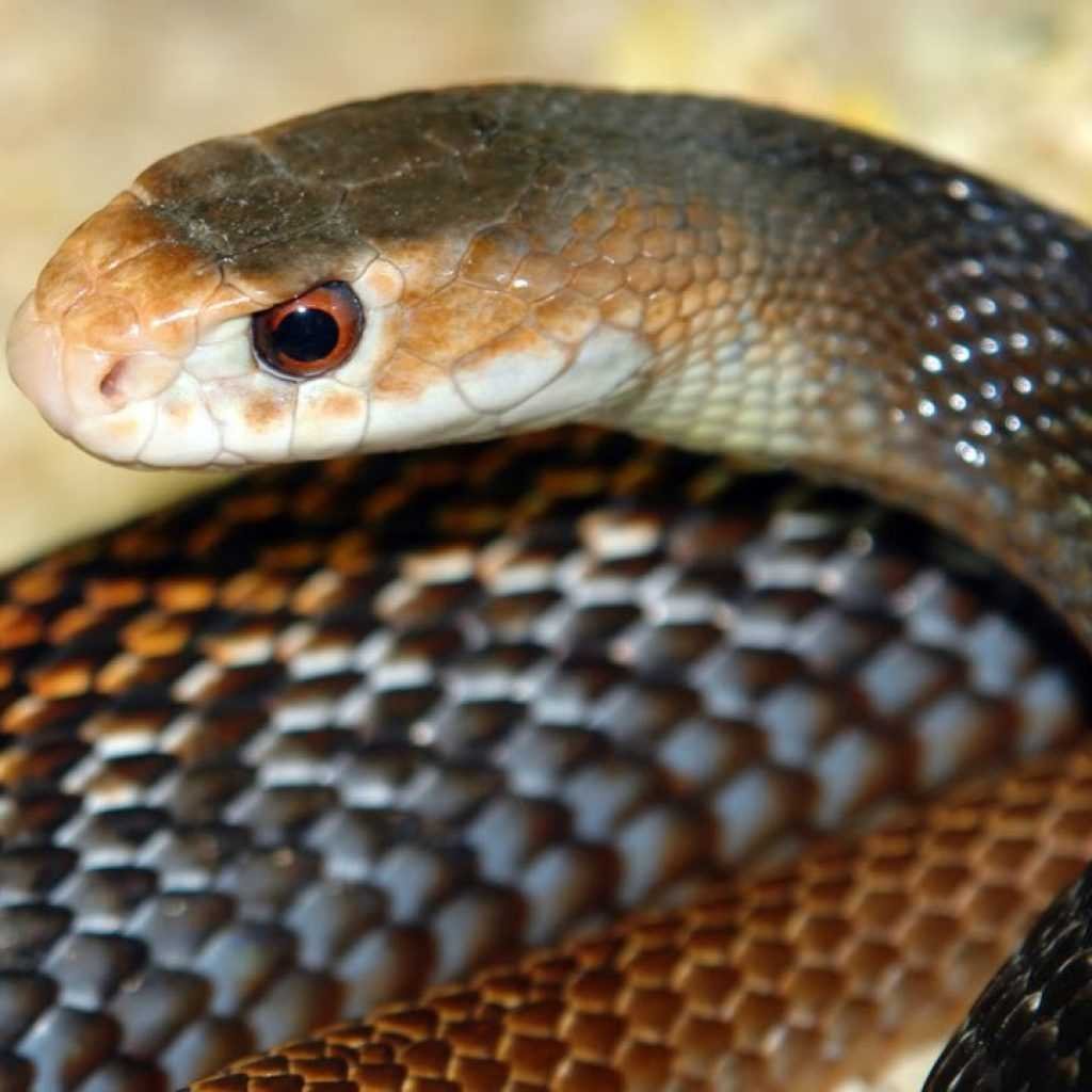 Австралийский Прибрежный Тайпан