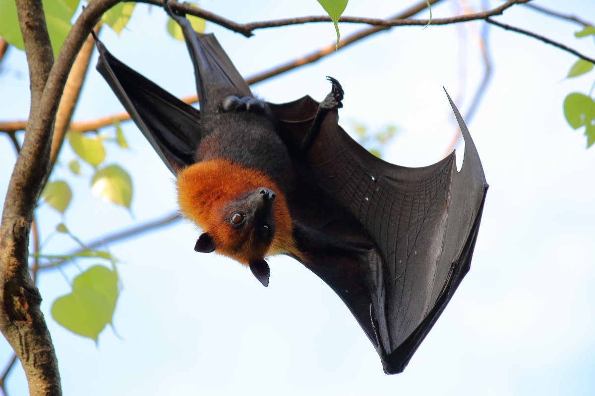 Карликовый крылан