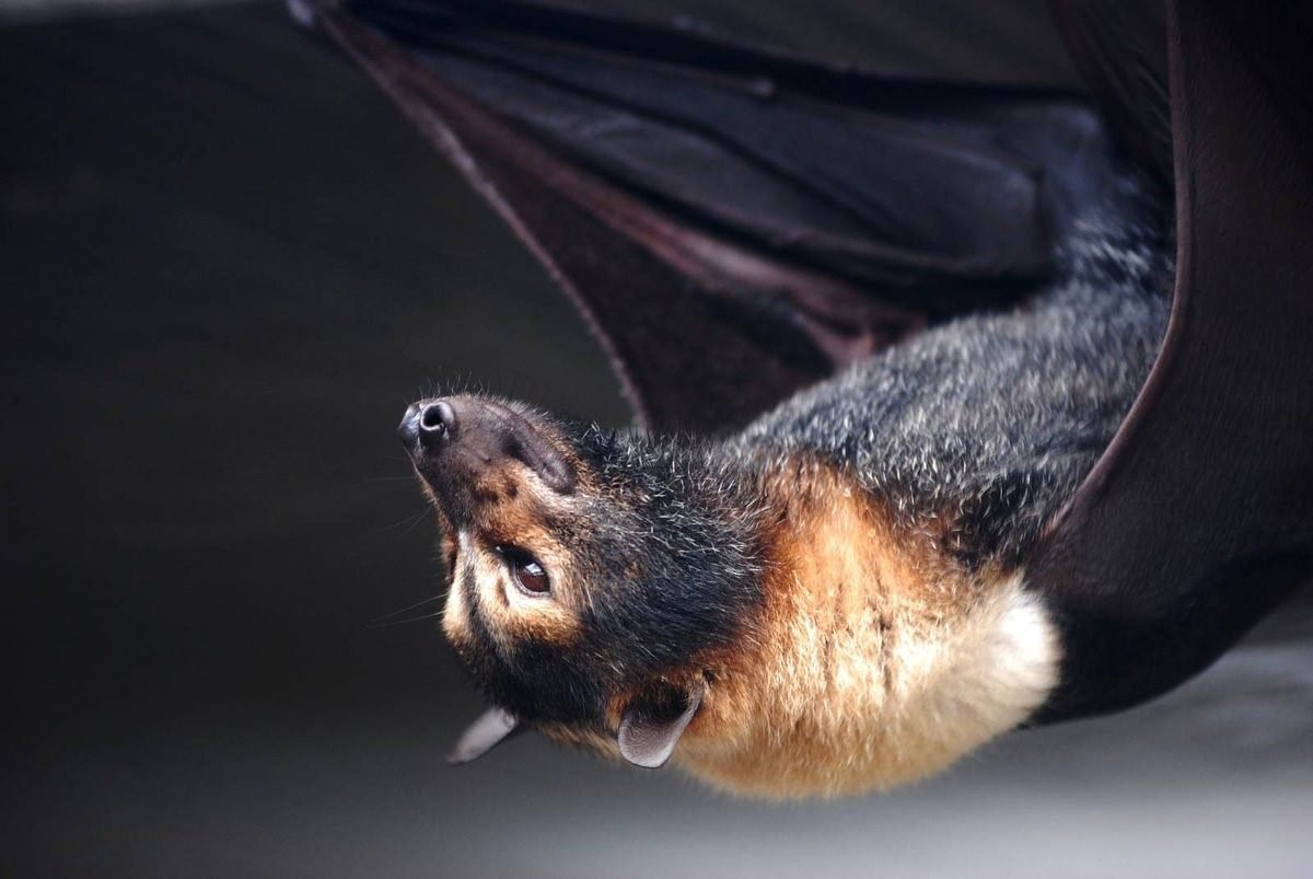 Карликовый крылан