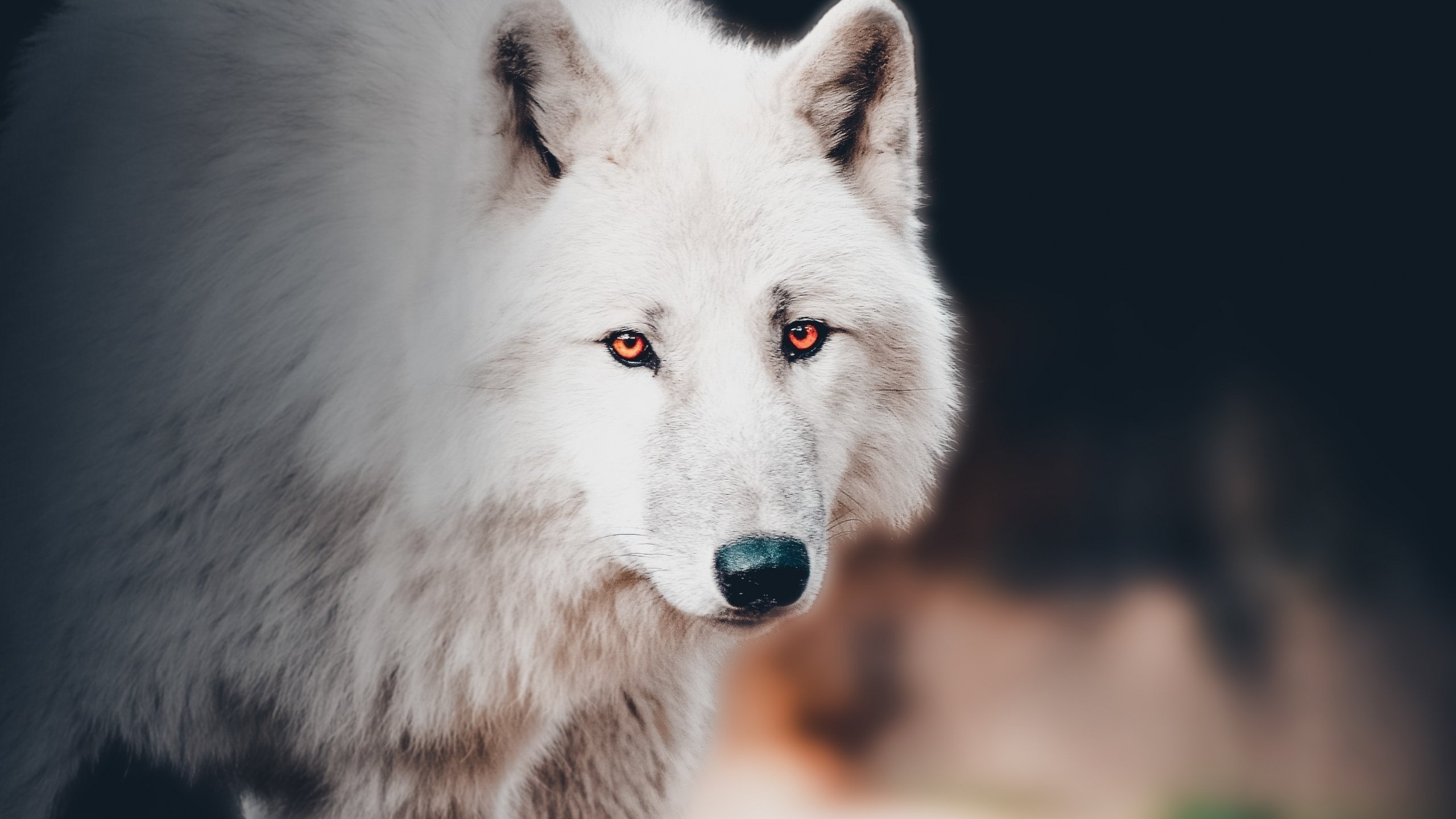 красивые фотографии черно белые волки