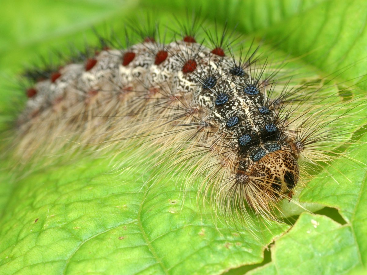 Гусеница непарного шелкопряда фото