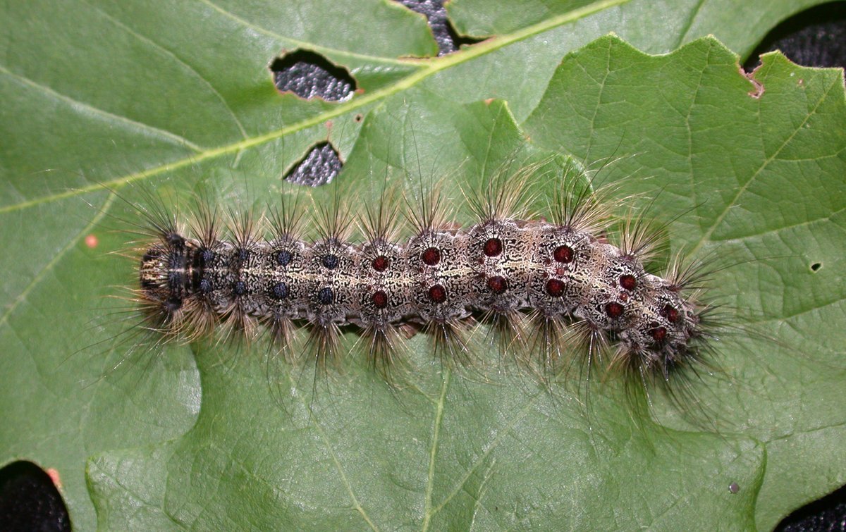 Шелкопряд монашенка