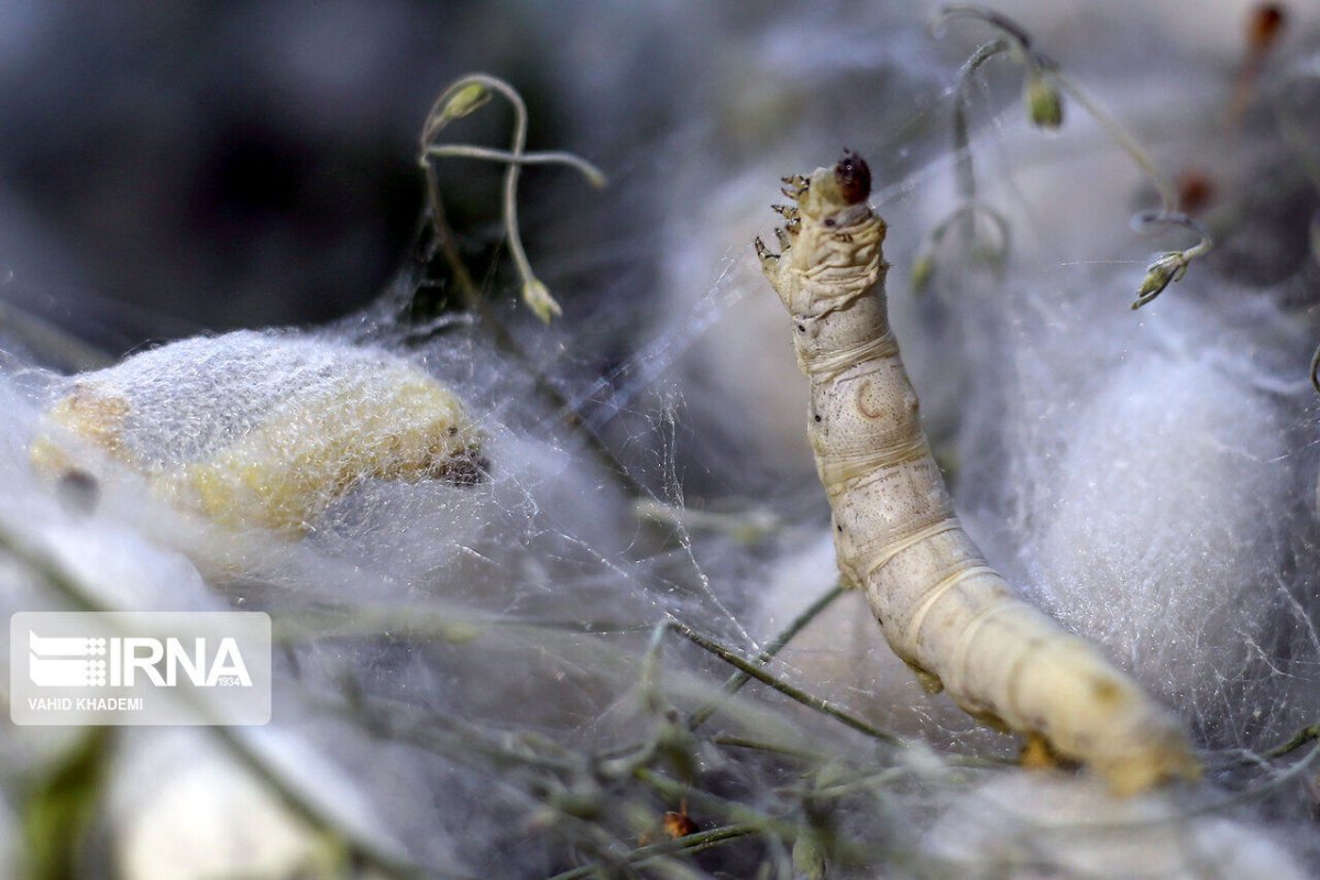 Тутовый шелкопряд кокон