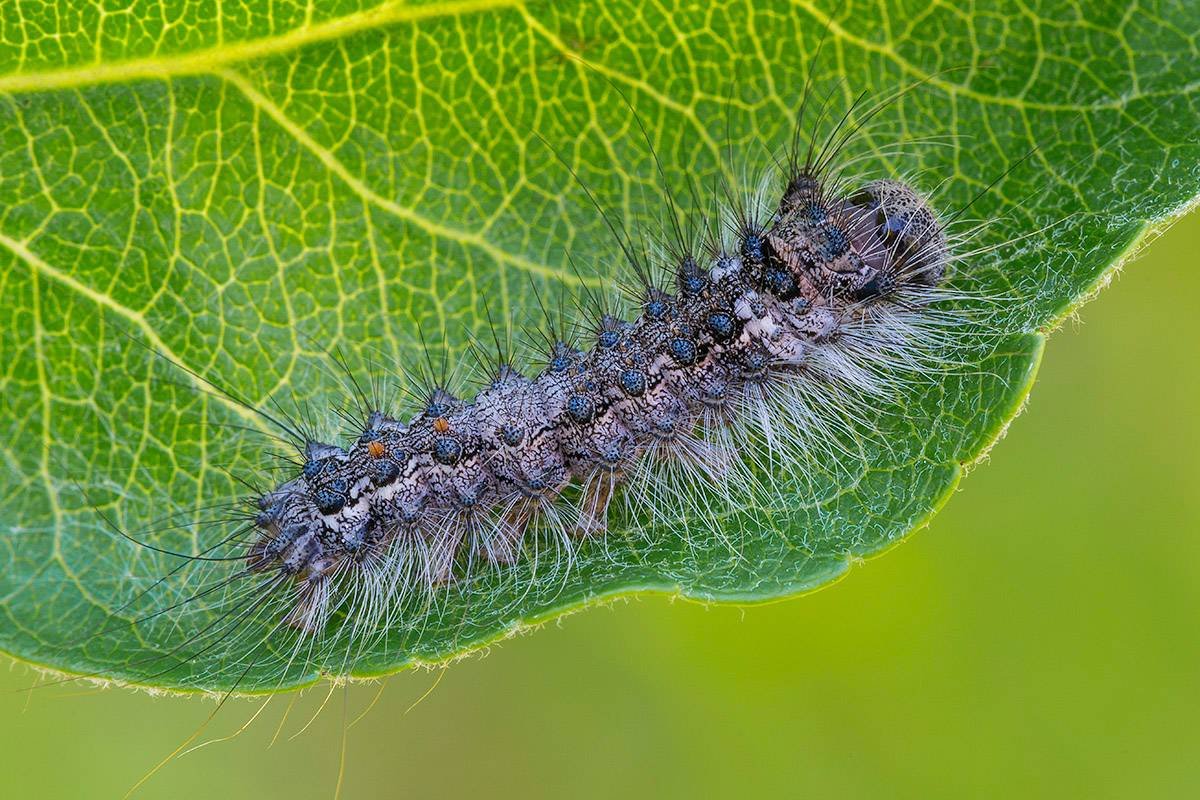 Коконопряд малинный гусеница