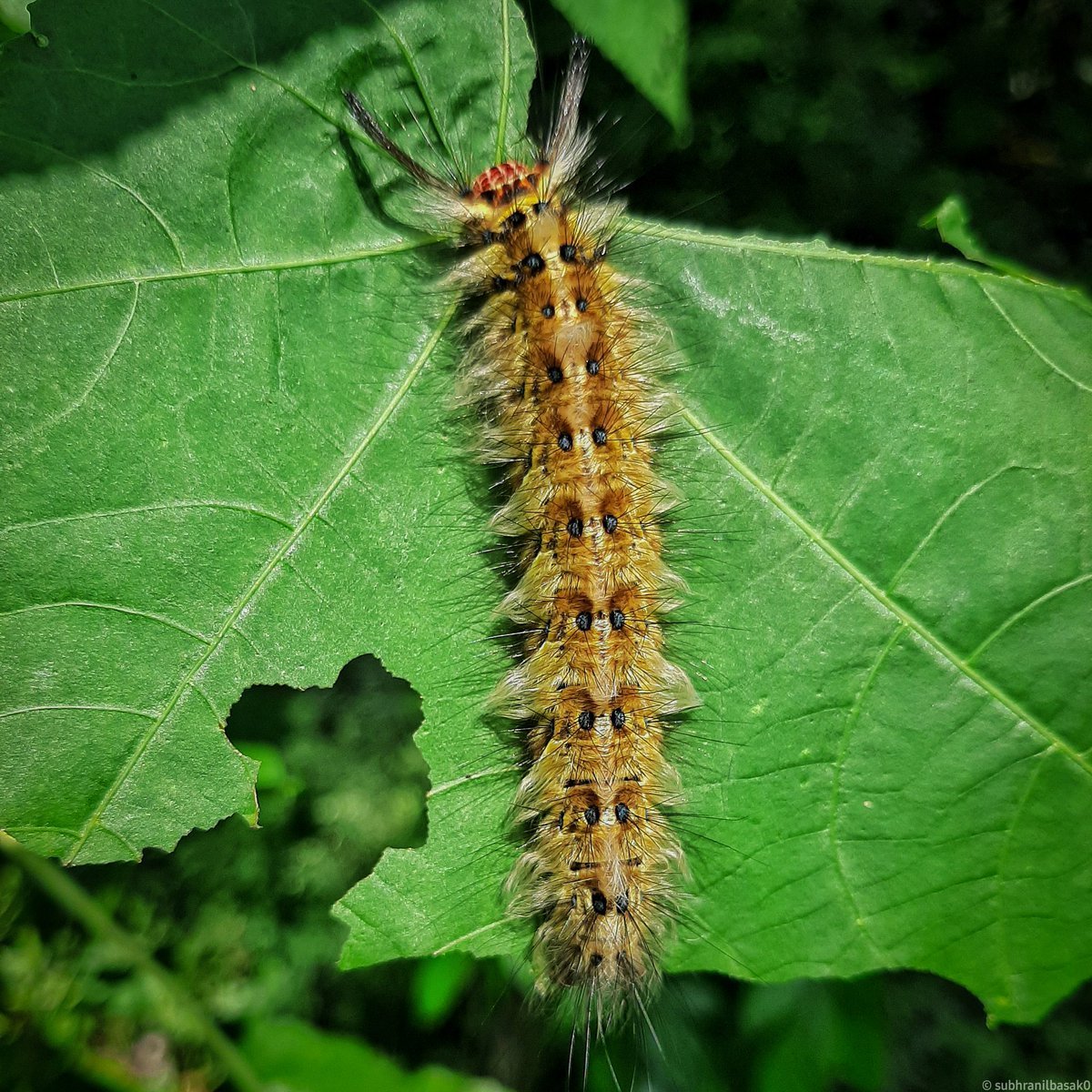 Непарный шелкопряд гусеница