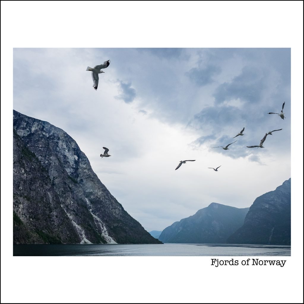 Национальная птица Норвегии