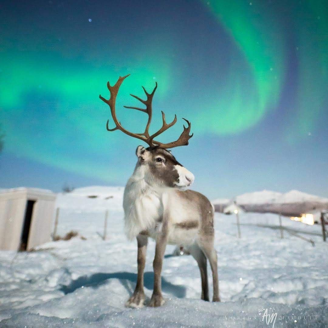 Новоземельский Северный олень