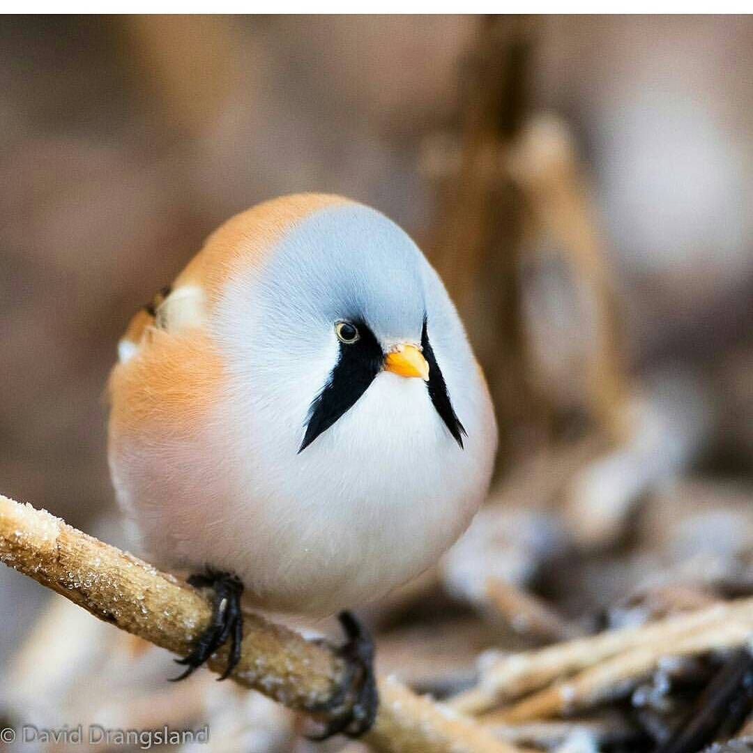 Усатая синица круглая