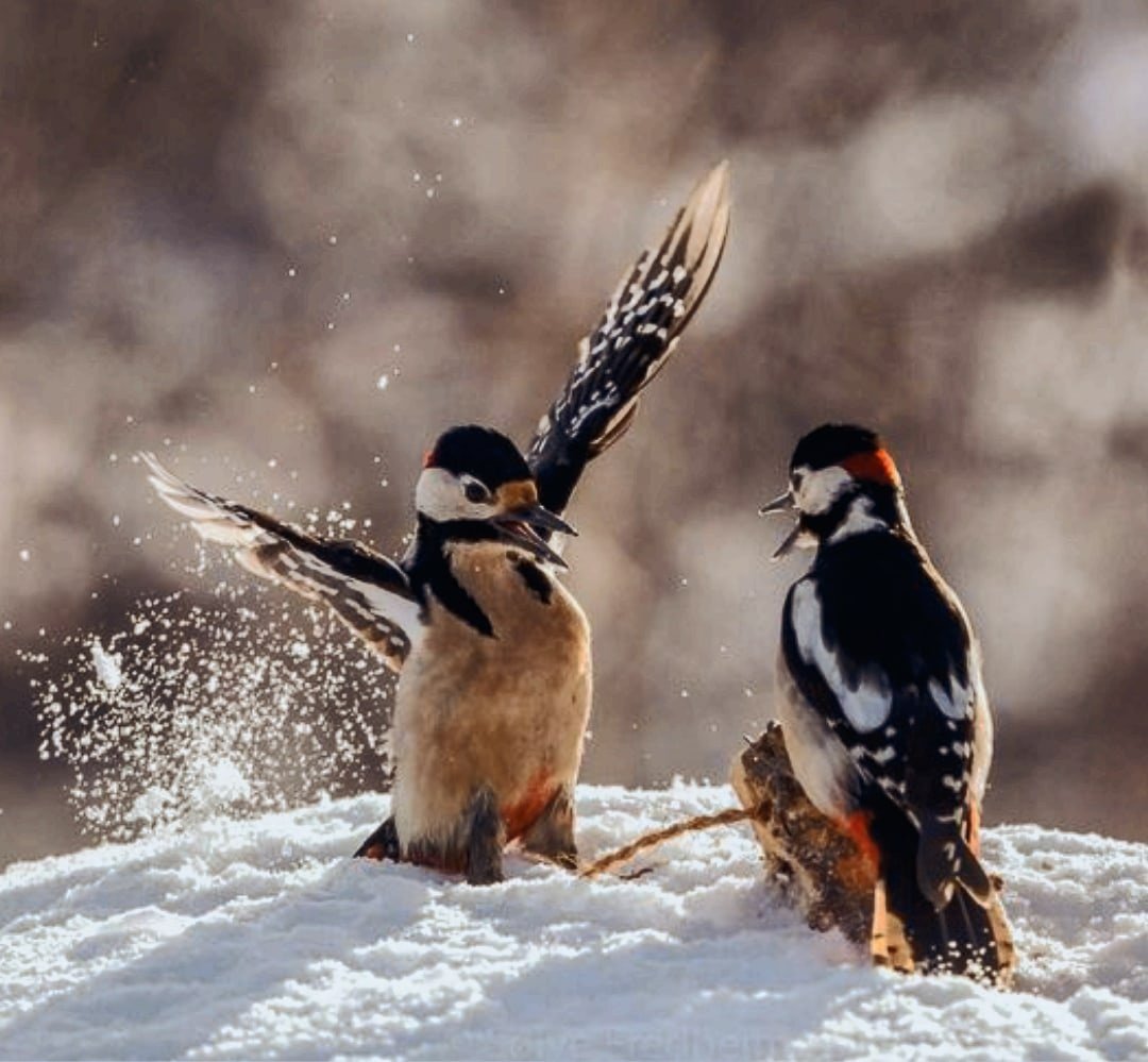 Животные и птицы Норвегии