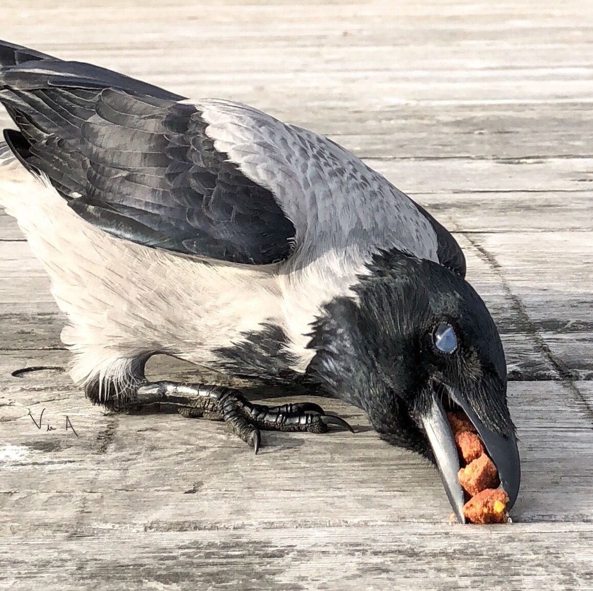 Ворон Норвегия