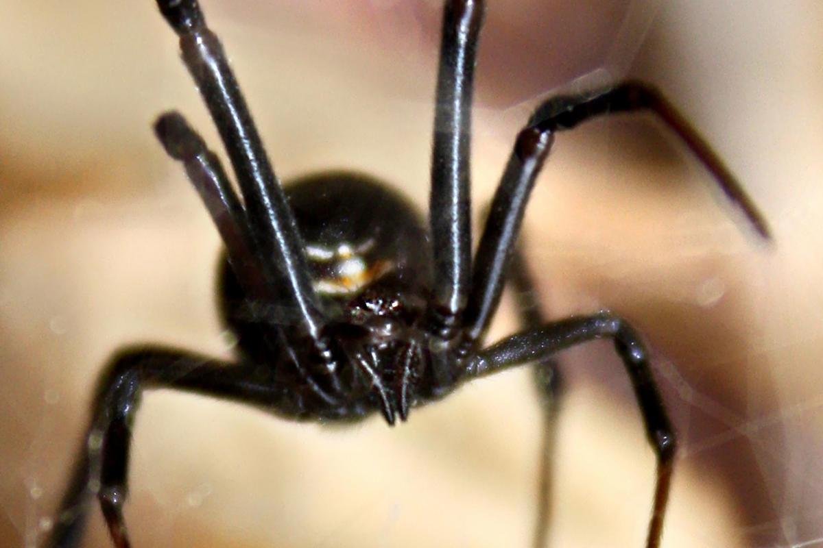 Черная вдова паук хелицеры
