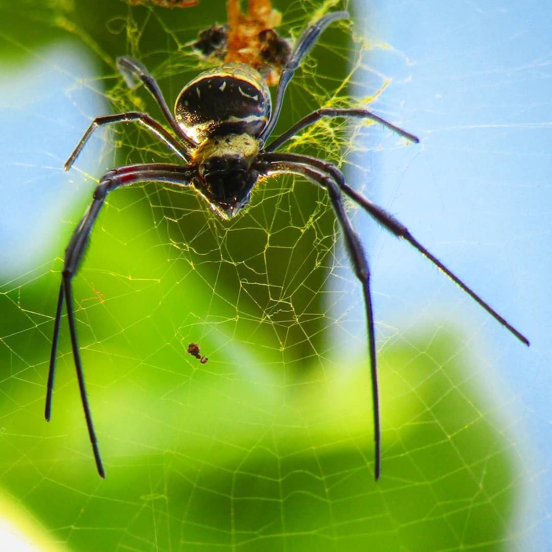 Паук мухоед