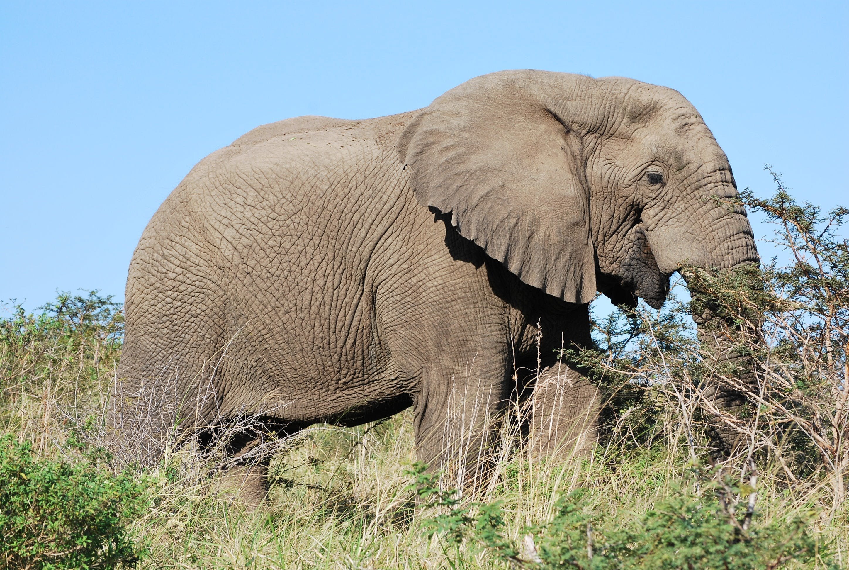 Самый тяжелый слон. Слон Ангола. Африканский слон. Большой слон. Большой Африканский слон.