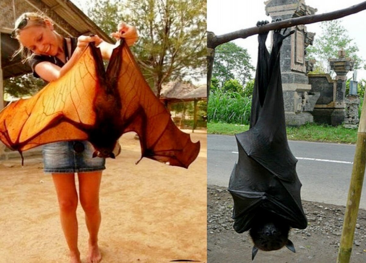 Гигантская летучая лисица и человек