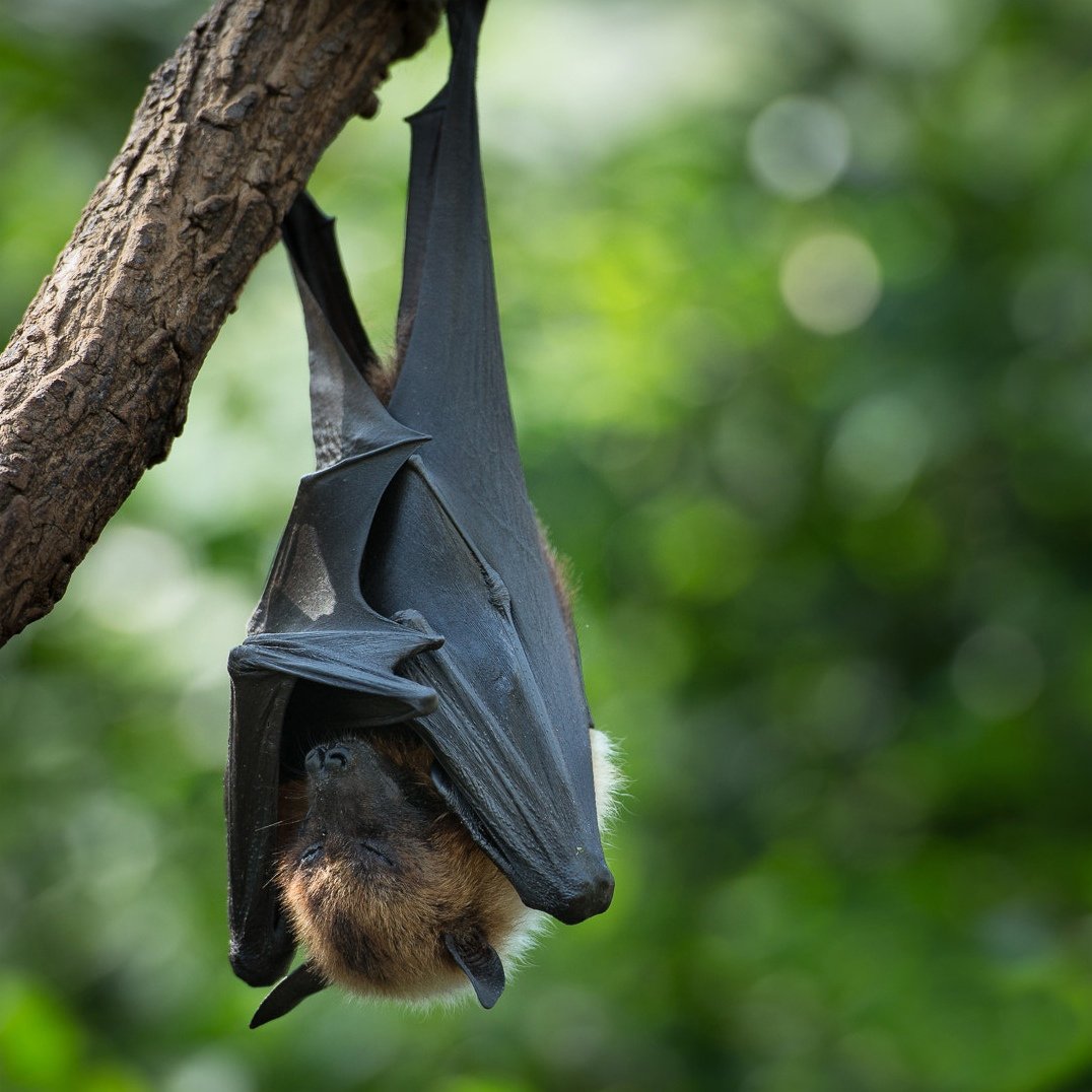 Сероголовая летучая лисица