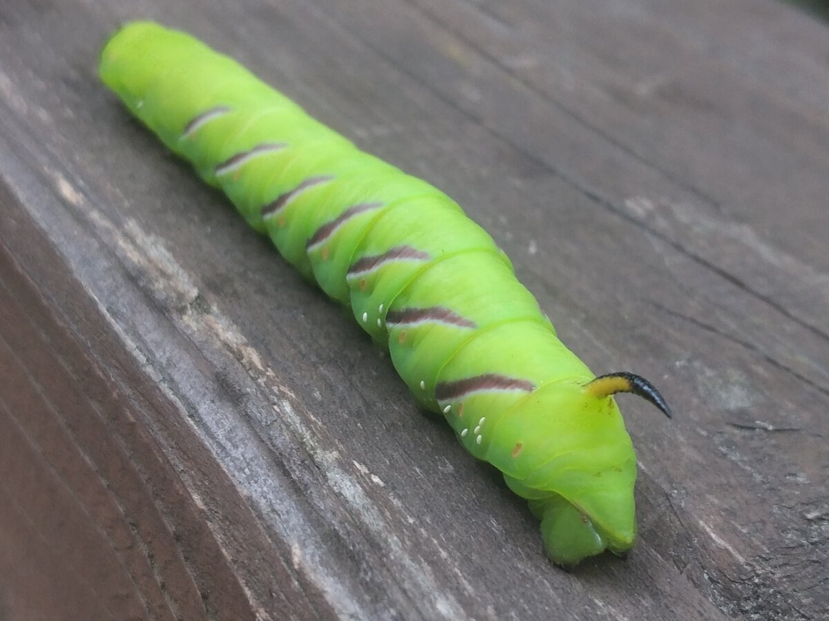 Алтайская Колибри