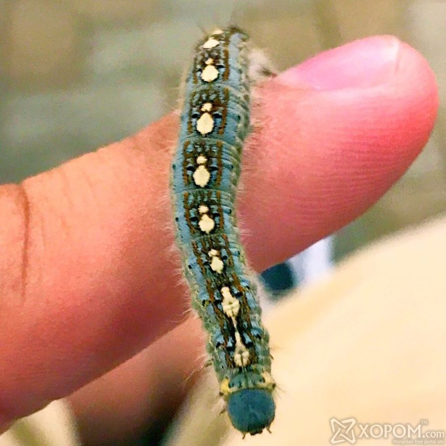 Гусеница с пингвинами