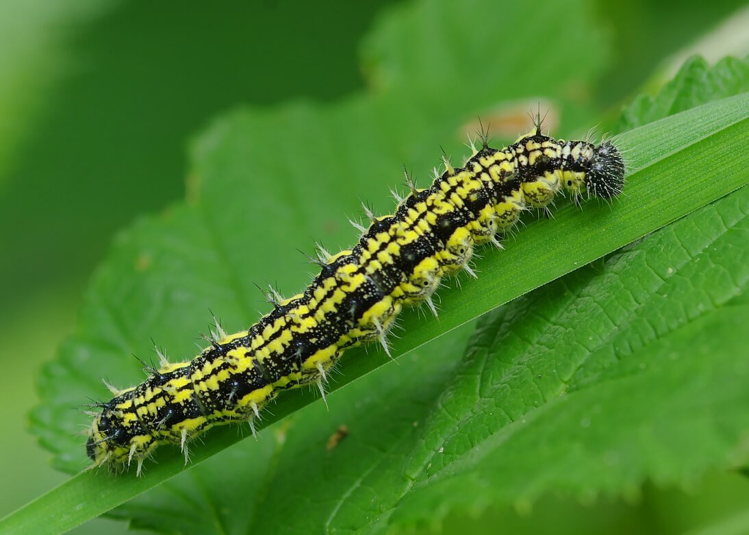 Личинка Лугового мотылька