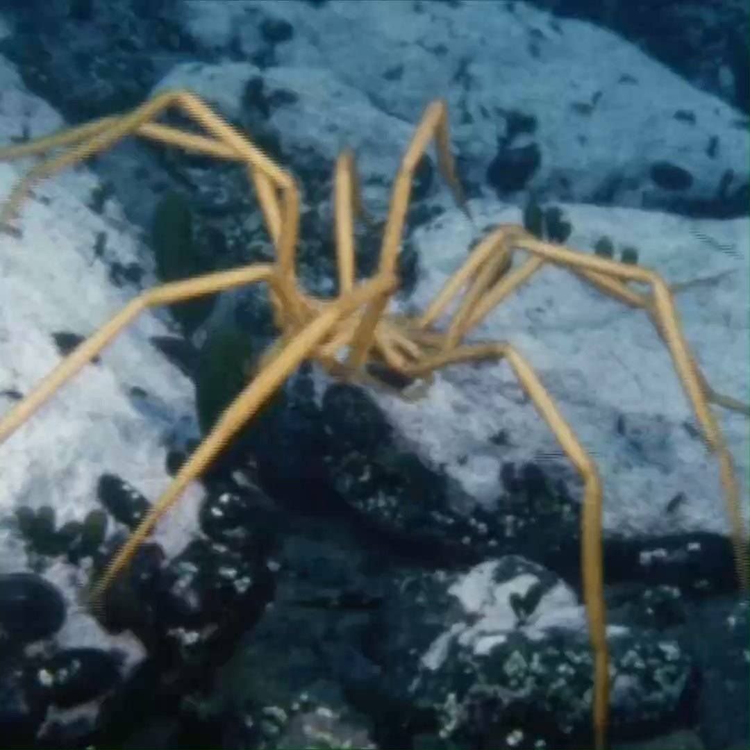 Антарктический морской паук