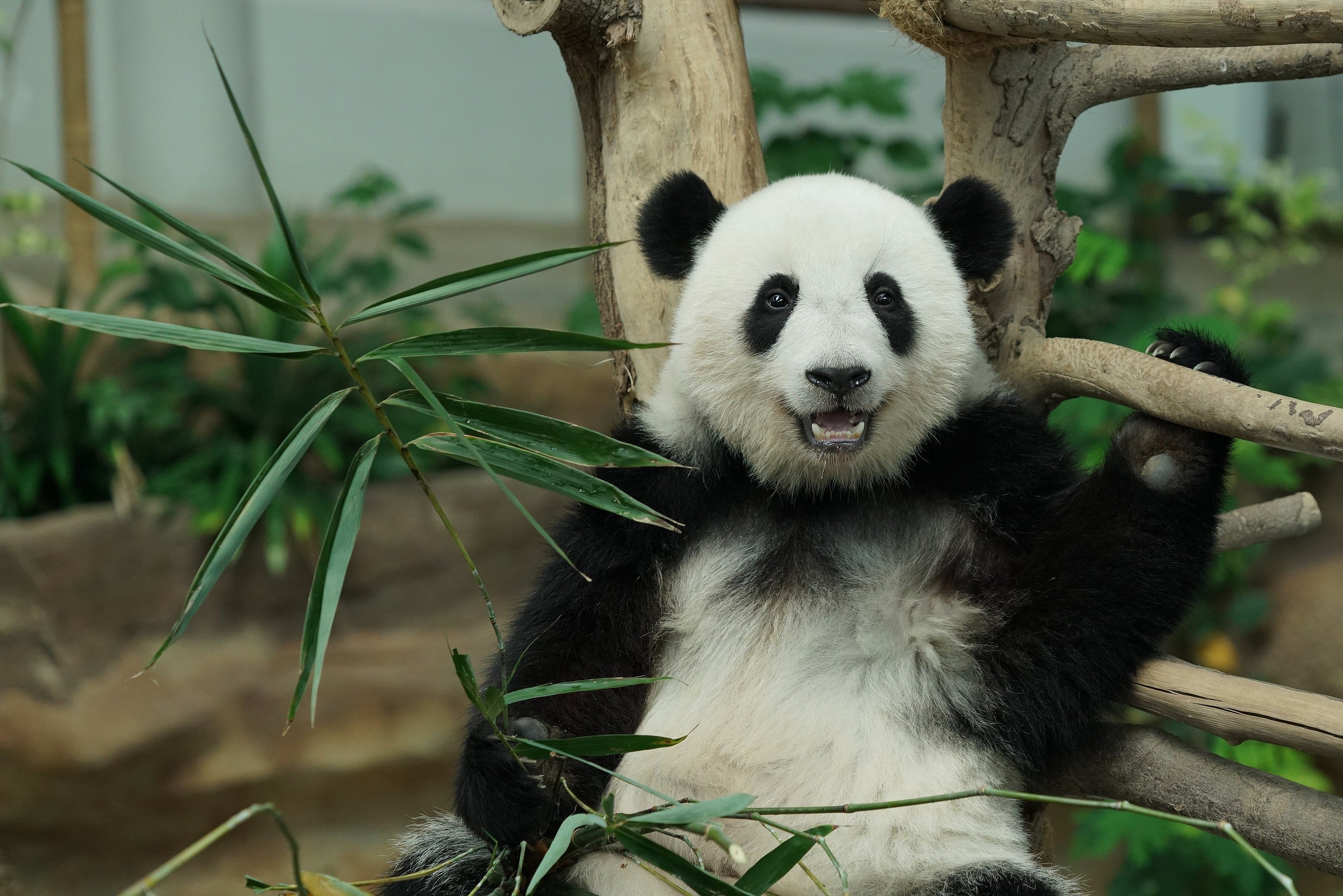 Панда бамбуковый медведь. Очковая Панда. Австралийская Панда. Большая панда медведь