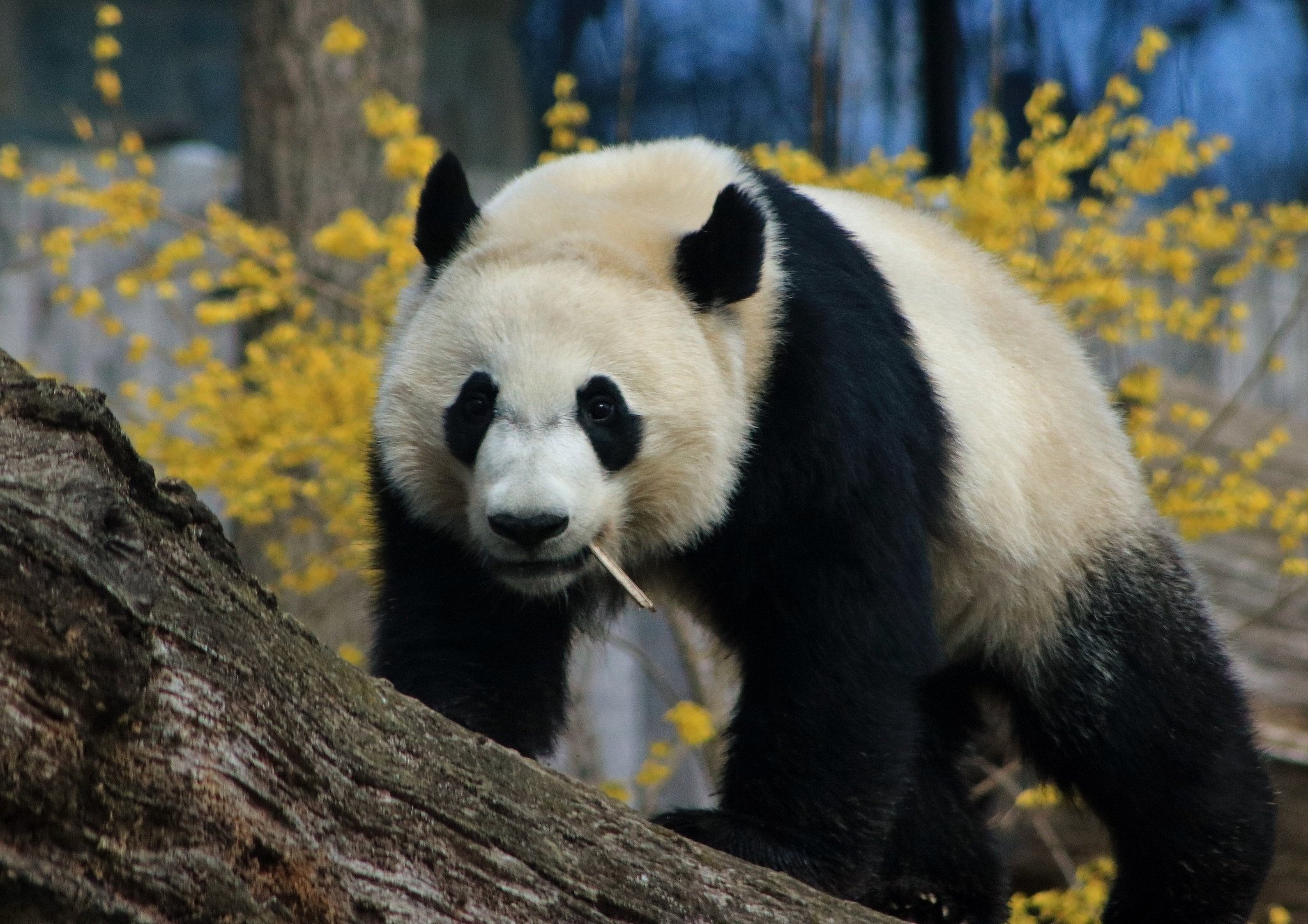 Большая Панда. Медвежонок Панда. Большая Панда или бамбуковый медведь. Панда в природе. Большая панда медведь
