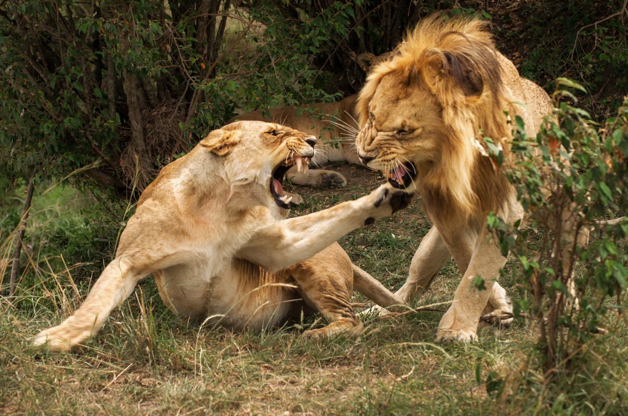 Бои хищников. Битва Львов за Прайд. Львиный Прайд против гиен. Лев и львицы Прайд. Животные дерутся.