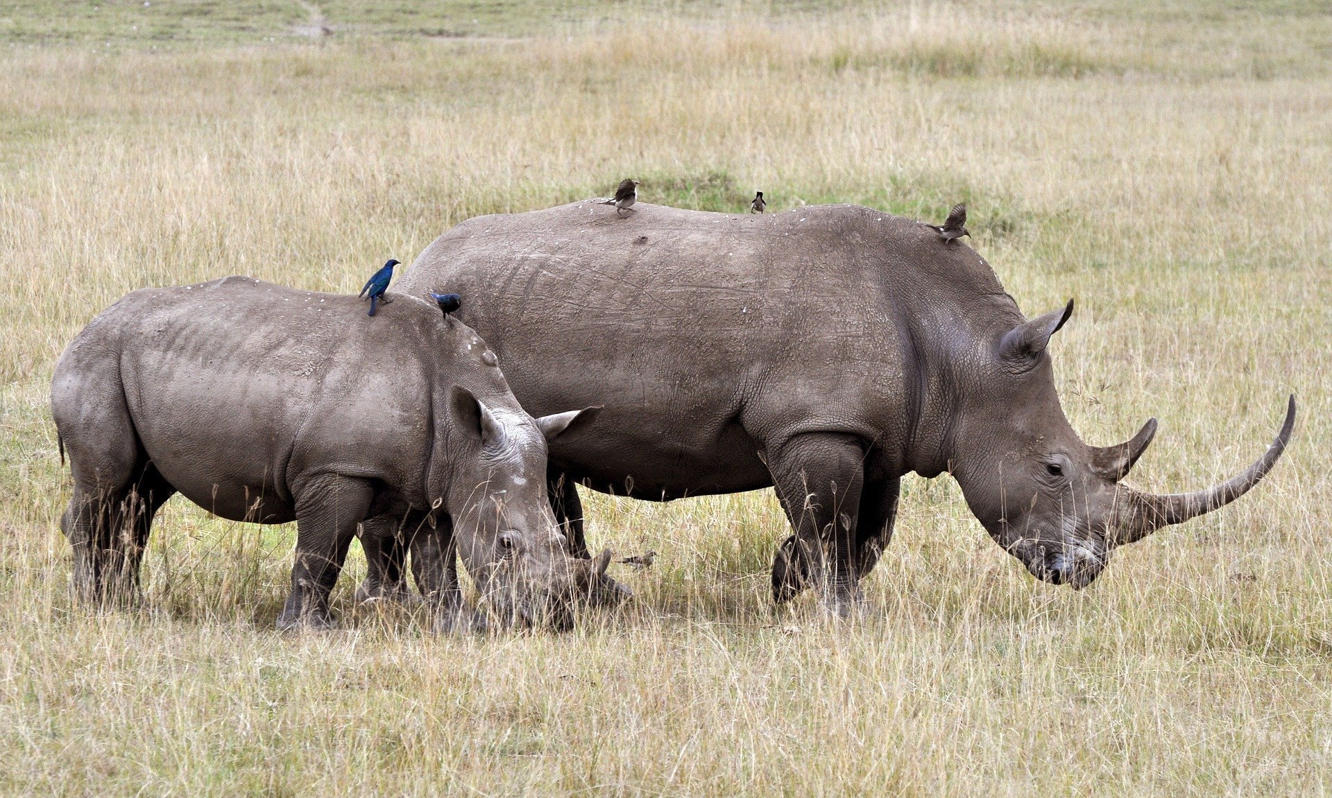 Воловьи птицы и носорог тип. Национальный парк Серенгети носороги. Непарнокопытные носороги яванский. Носорог Нгоронгоро Крюгер Серенгети. Тарангире носорог.