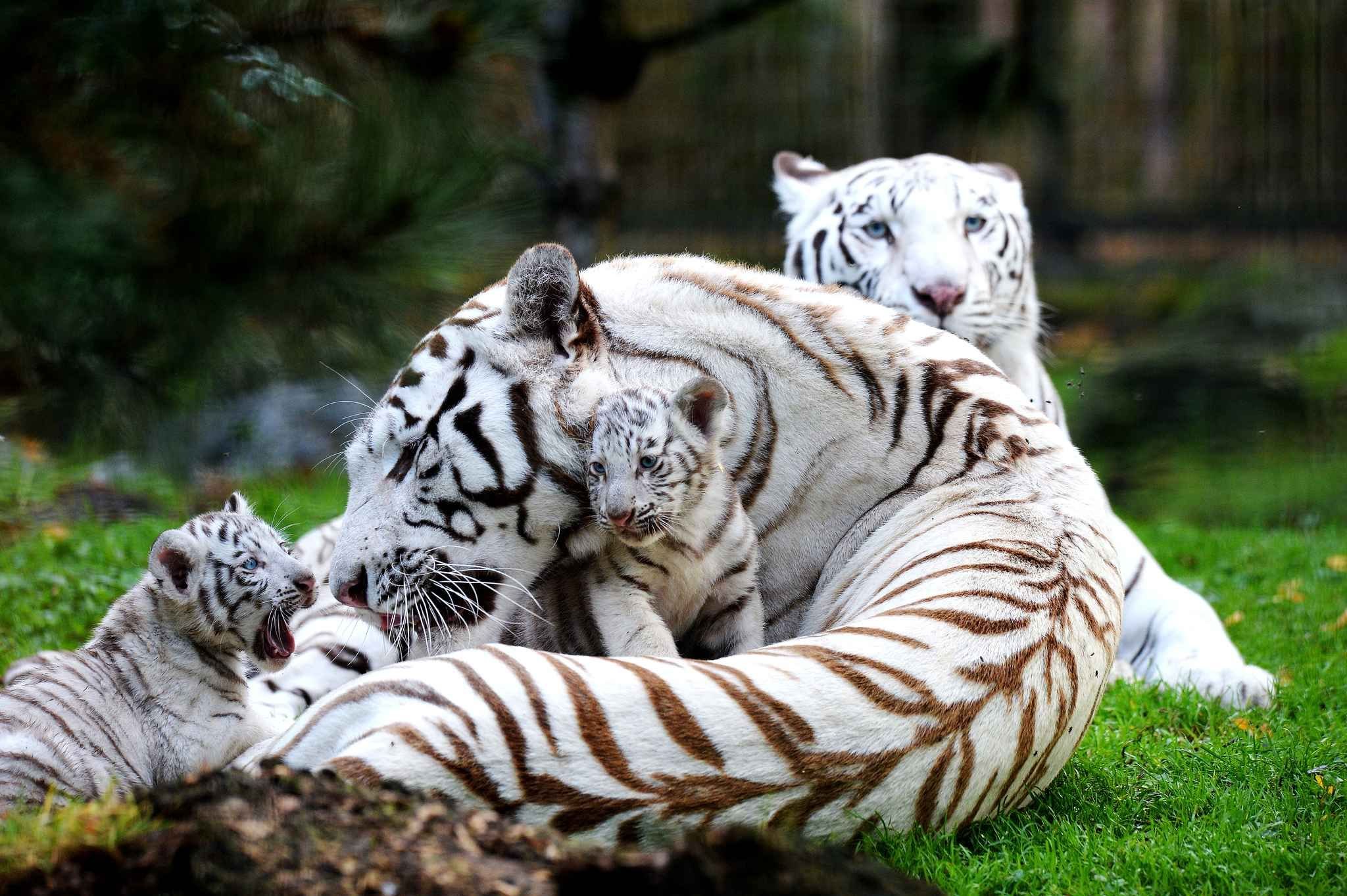 Красивейшие животные планеты. Бенгальский тигр альбинос. Бенгальский Тигренок-альбинос.. Амурский тигр альбинос. Амурский тигр белый.