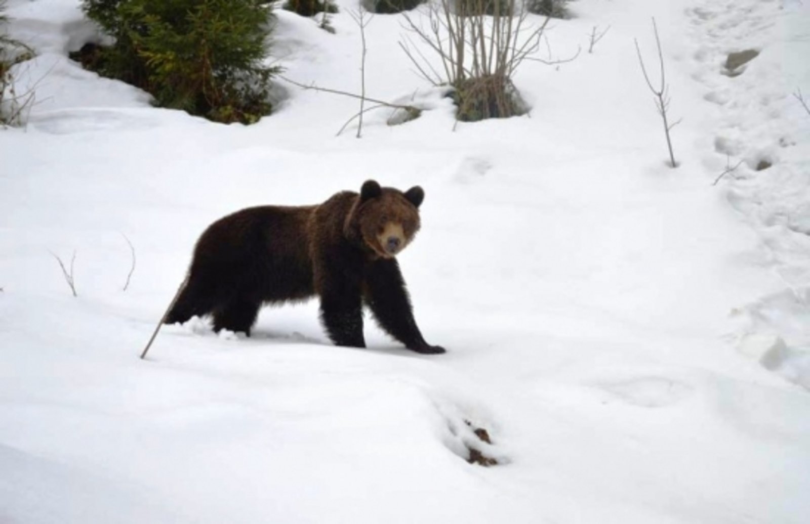 Когда просыпается медведь весной. Медведь после спячки. Бурый медведь зимой. Медведь в зимнем лесу. Пробуждение медведя.